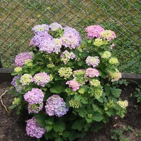 公寓 Newly Refurbishet Dachgeschoss Flat For Kids And Pets 卡塞尔